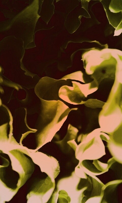 Зеленая листва обои