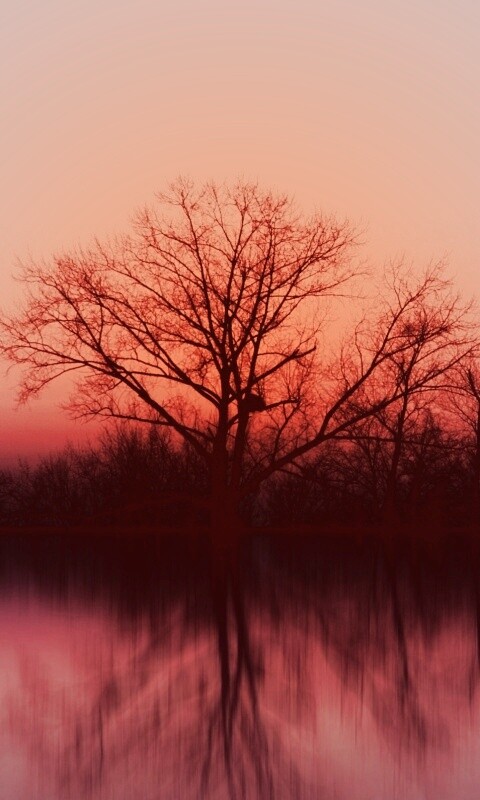 Деревья при закате обои