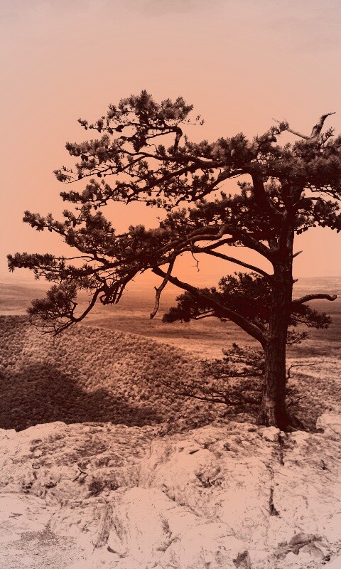 Горное дерево в черно-белых тонах обои