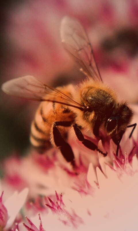 Пчела собирает пыльцу обои