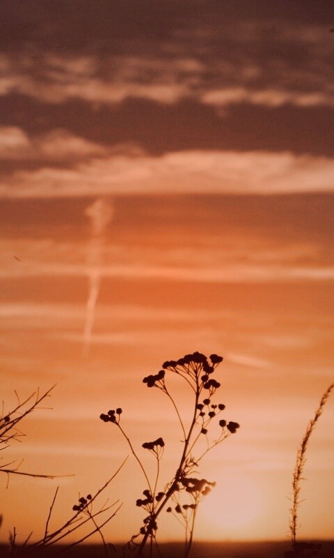 Степной закат обои