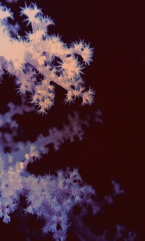 Кораллы обои