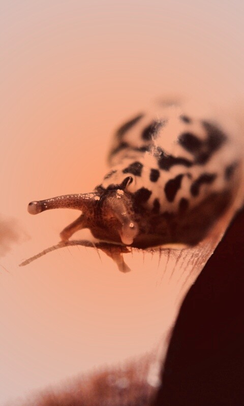 Ползущая улитка обои