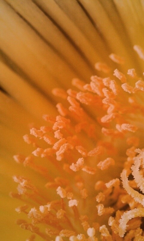 Желтый цветок обои