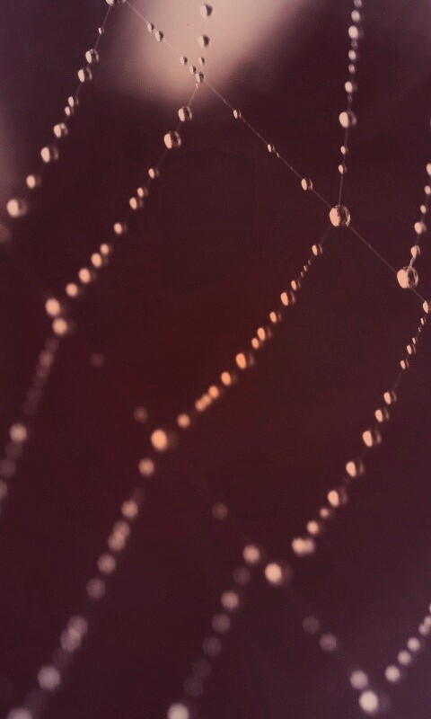 Паучья сеть обои