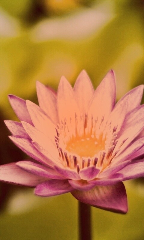 Фиолетовый цветок обои