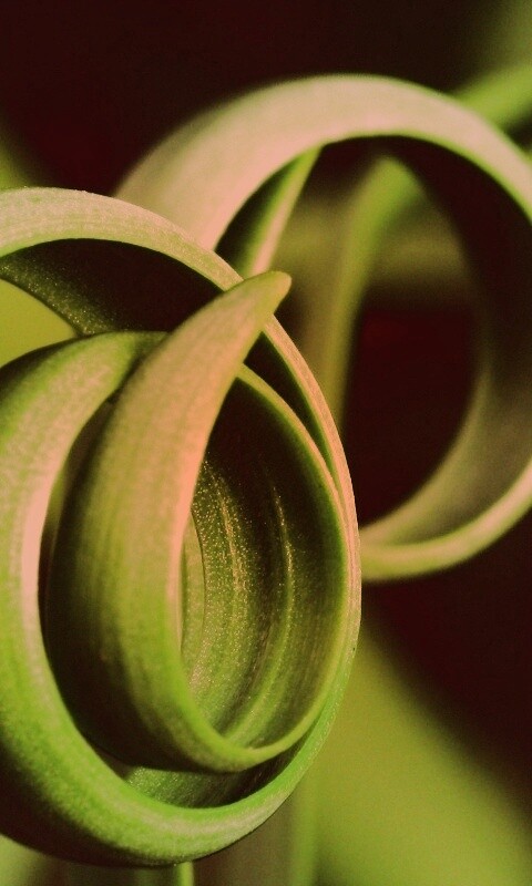 Зеленый обруч обои