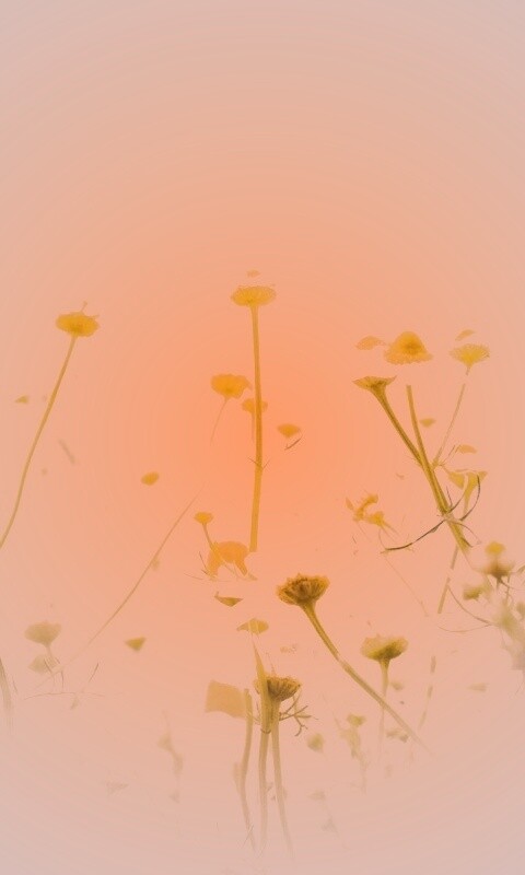 Цветочное лето обои