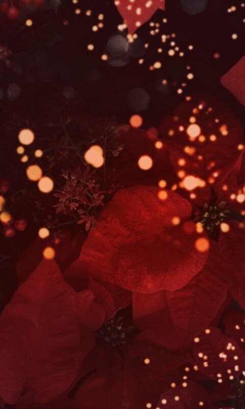 Бархатные лепестки обои