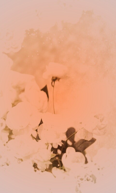 Бежевые кружева и розы обои