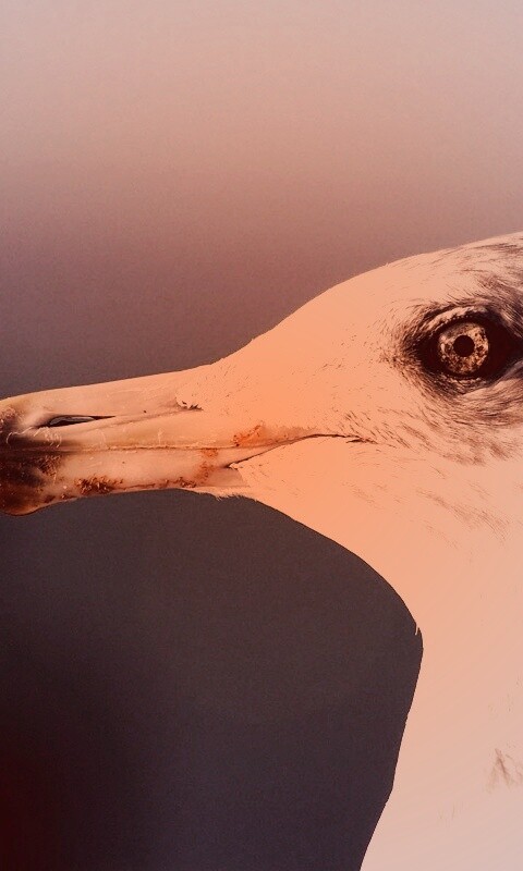 Птичка с длинным клювом обои