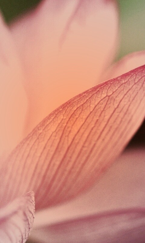 Лепестки цветов обои