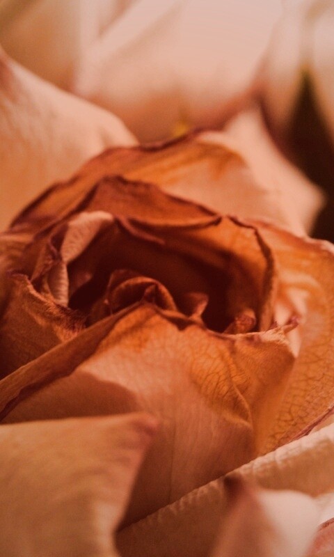 Увядающая роза обои