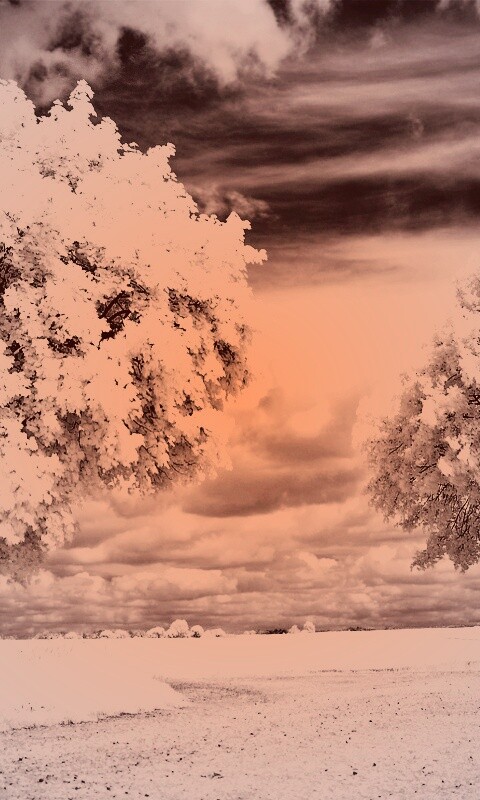 Деревья в цвету обои