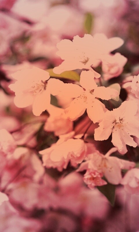 Весенние цветы обои