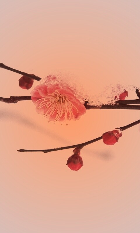 Цветы под снегом обои