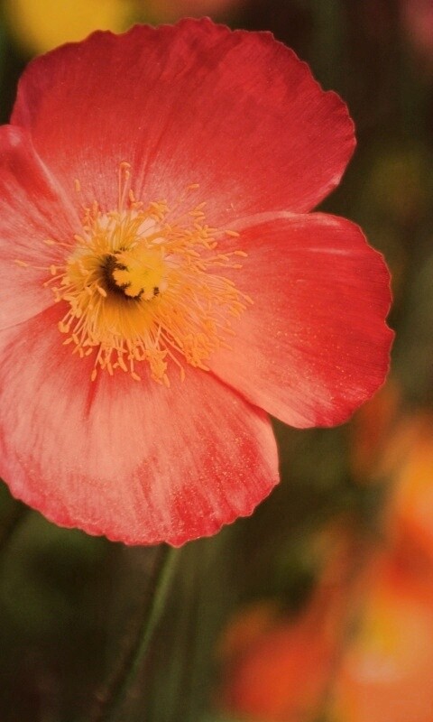 Красивый красный цветок обои