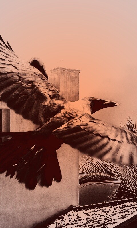 Полёт ворона обои