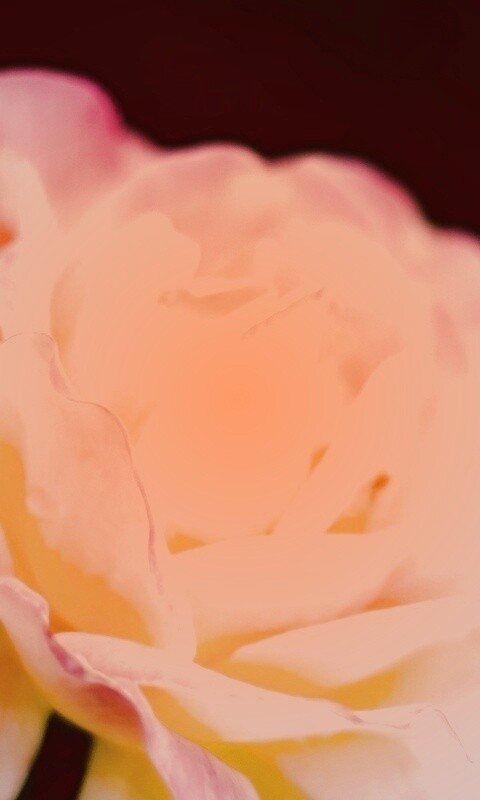 Картинка с нежным розовым цветком обои