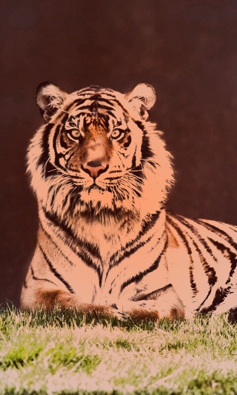 Величественный тигр обои