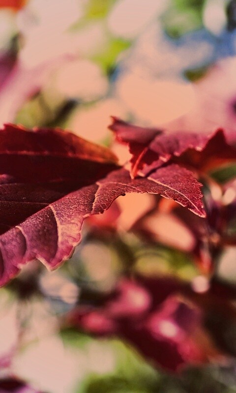 Красивые осенние листья в баговых цветах обои