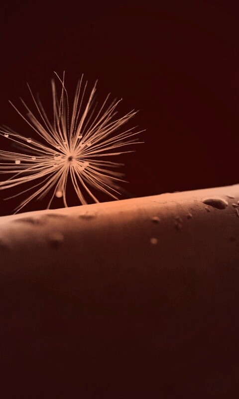 Прилипшая пушинка обои