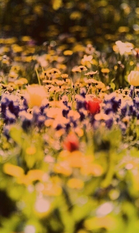 Все краски весны обои