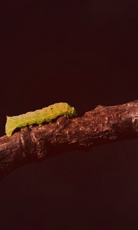 Гусеница на ветке обои