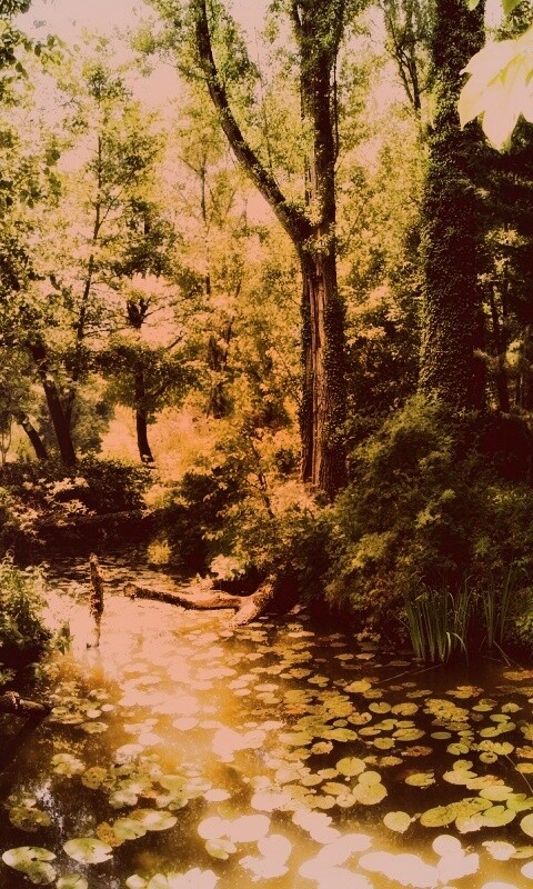 Пруд в лесу обои
