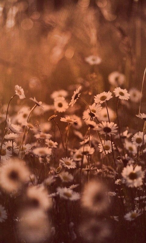 Поле ромашек обои