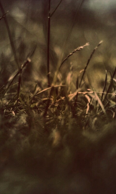 Трава в макро режиме обои