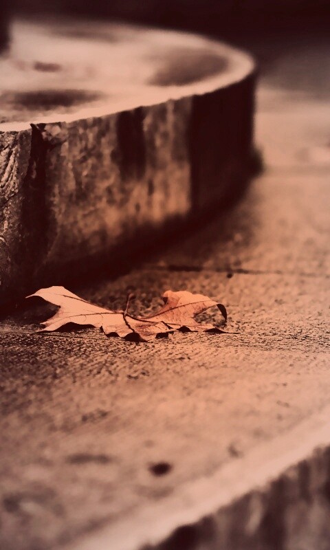 Лист на ступеньках обои