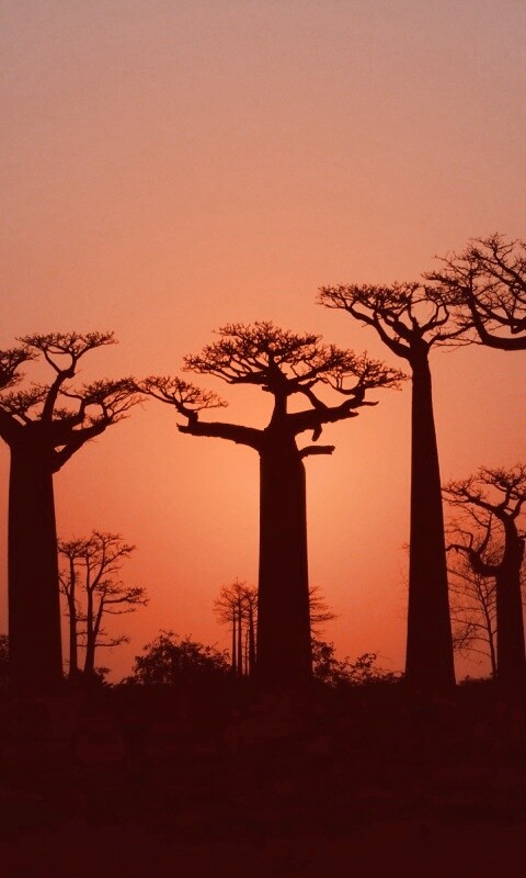 Баобабы на закате обои
