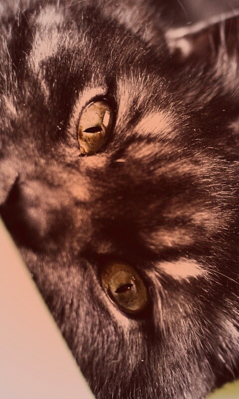 Глаза и уши обои