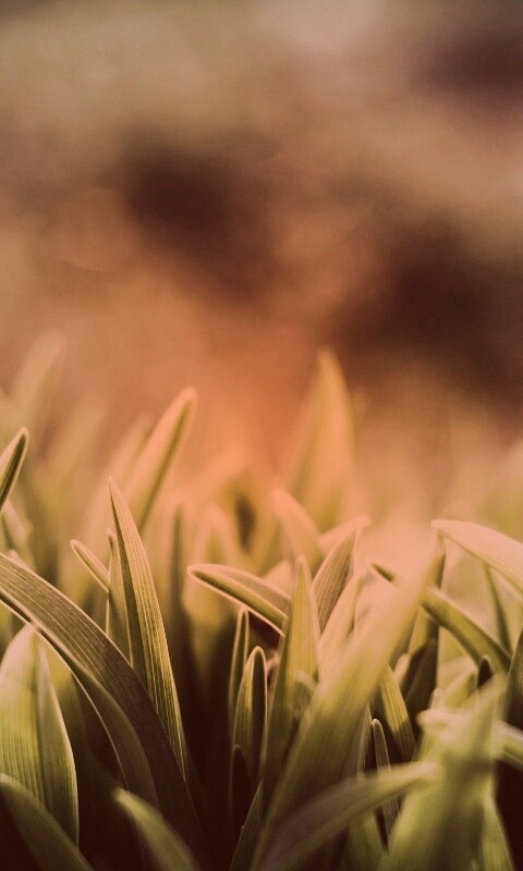 Сочная нежная трава обои