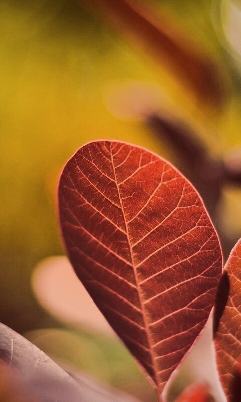 Красные листья обои