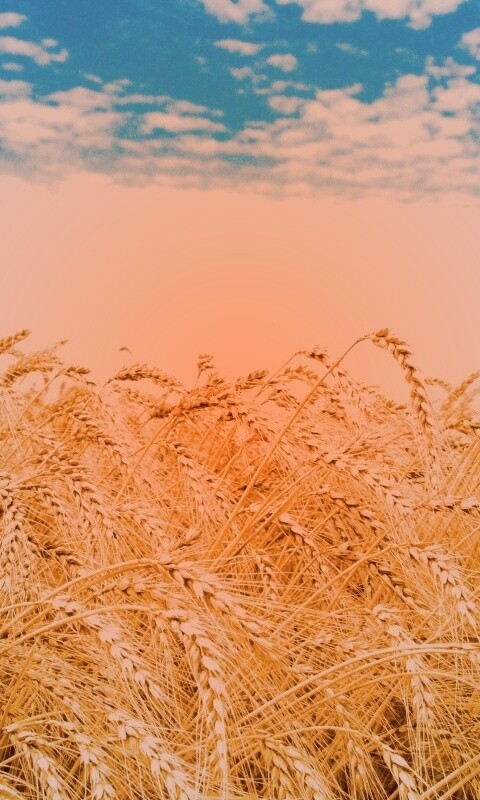 Колосья в поле обои