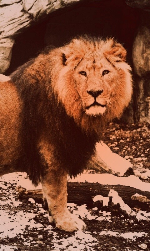 Красивый лев в лесу обои