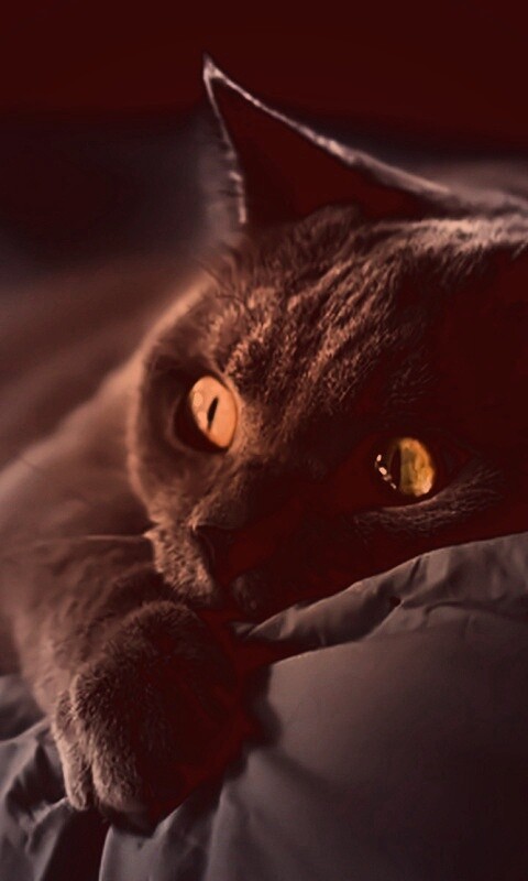 Персидский кот на кровати обои