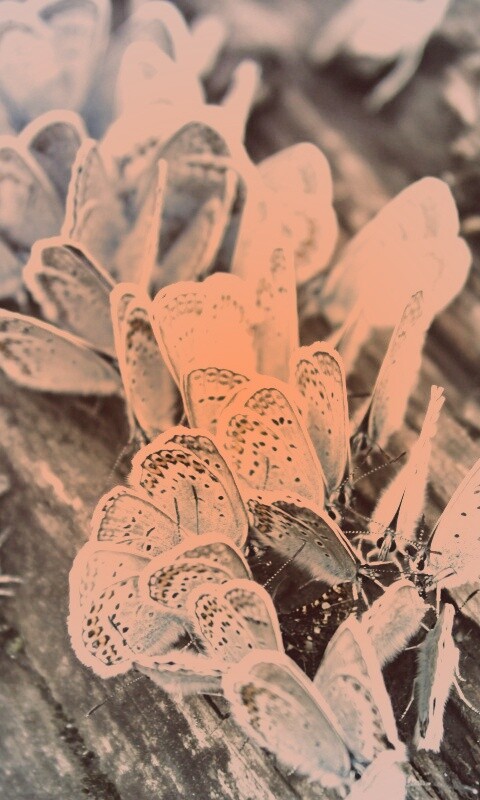 Голубые бабочки обои