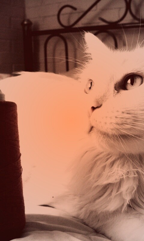 Белый кот с катушкой ниток обои