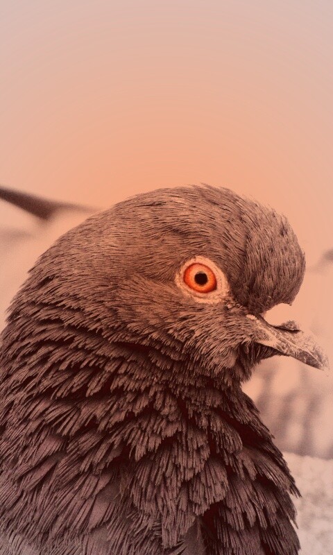 Смотрит в самую душу обои