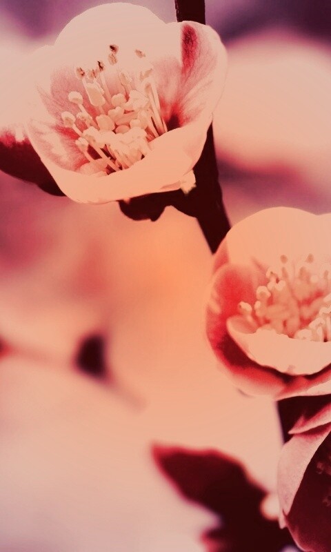 Великолепный цветок обои