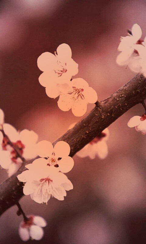 Ветка сакуры обои