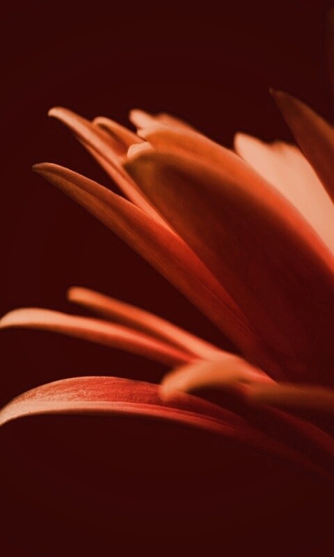 Гербера обои