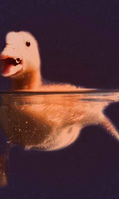 Утёнок в воде обои