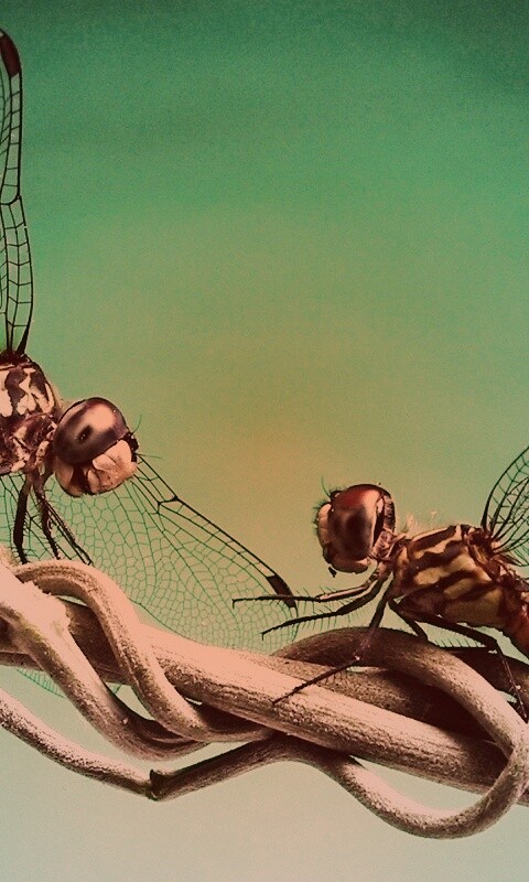 Две стрекозы обои