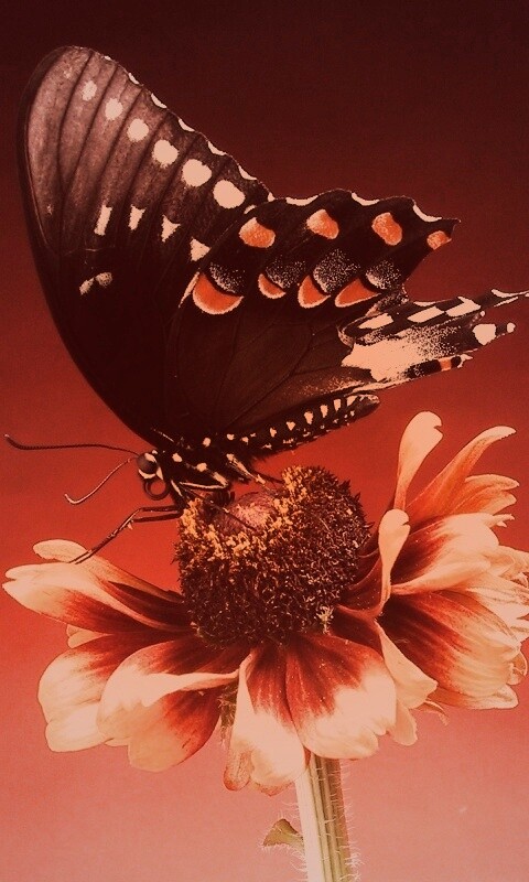 Бабочка на цветке обои