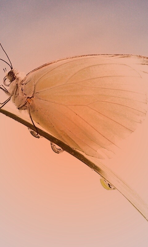 Жёлтая бабочка на стебельке обои