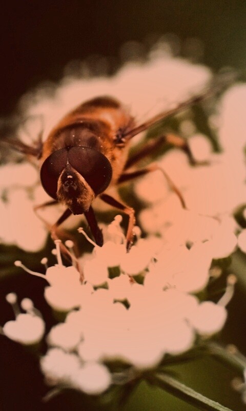 Пчела на нежный белых цветах обои